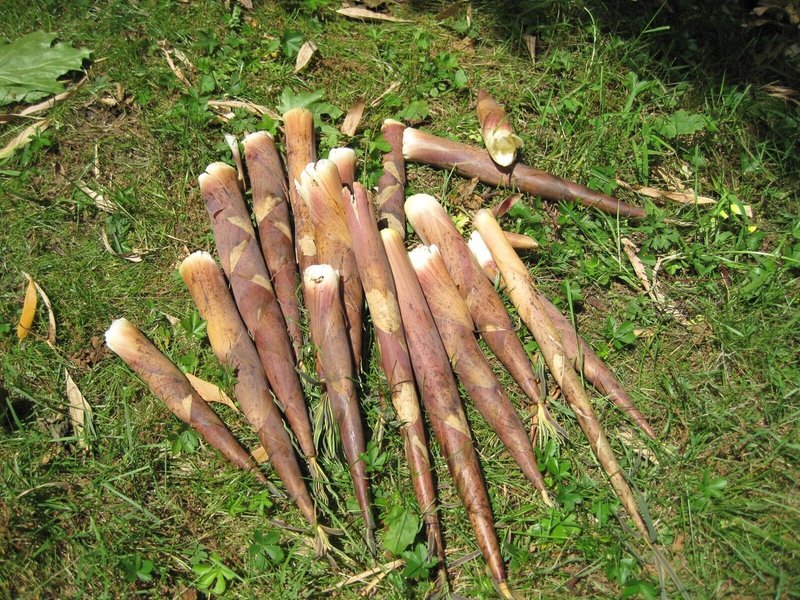 たけやぶやけた 焼けてないけど違法 シマフィー Note