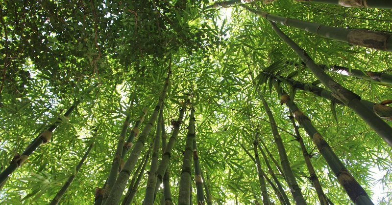 たけやぶやけた 焼けてないけど違法 シマフィー Note