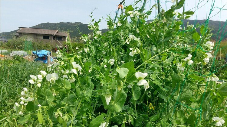 ホント開花のピークみたいな状態で、インゲンの花が咲きまくっており。