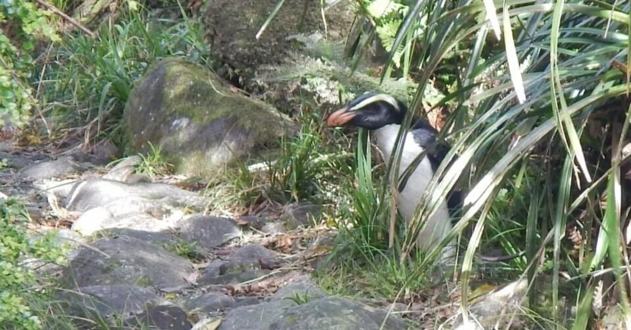 森の妖精・フィヨルドランドペンギンとは？｜きぃ起世美
