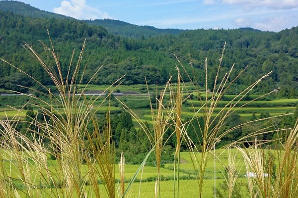 すすきの花言葉心が通じる の新着タグ記事一覧 Note つくる つながる とどける すすきの花言葉心が通じる の新着タグ記事一覧 Note つくる つながる とどける