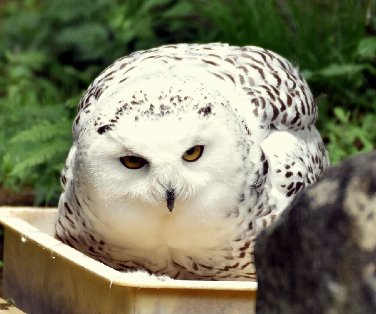 シロフクロウ フクロウ目フクロウ科 Hirahiranote Note