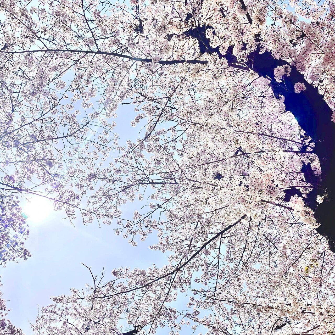 桜 Ft 青空 Haruka Hs Note 桜 Ft 青空 Haruka Hs Note