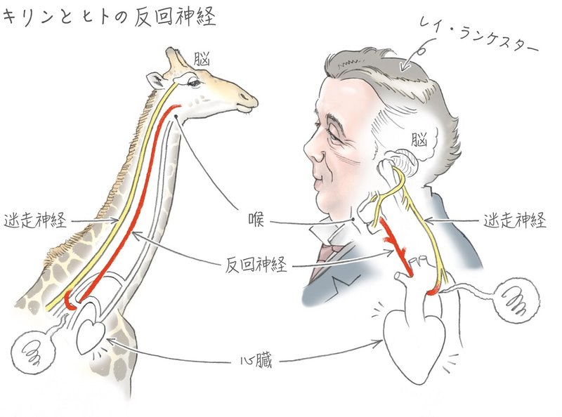 比べると 生き物の身体のしくみと進化が見えてくる キリンと人間 どこが違う 身体のスキマ 首 の謎 郡司芽久 本がひらく