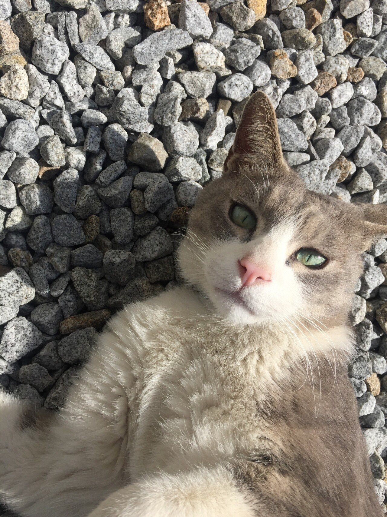 メール便送料無料対応可 Lp ポールロバーツ Paul Roberts ケトルドラムブルース 見本盤 Catalasarenas Com