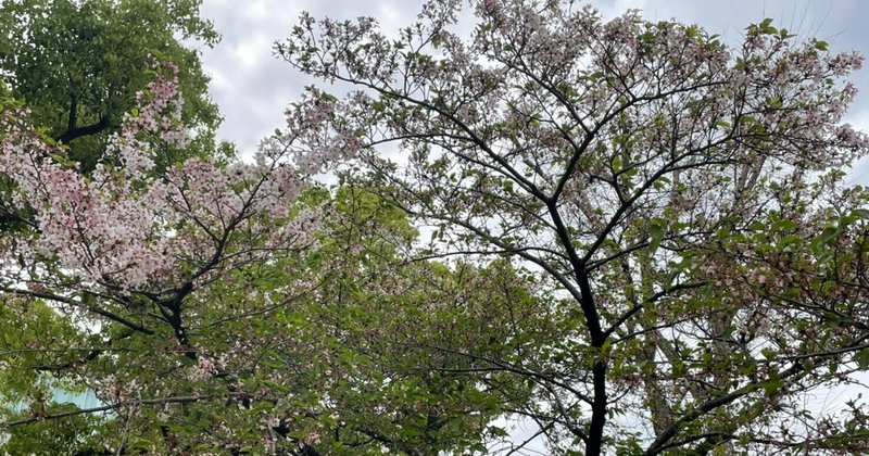 仲間とやることはなんでもオモロイ 葉桜でも十二分に楽しめるお花見 國包 悟 Kunikane Satoru Note