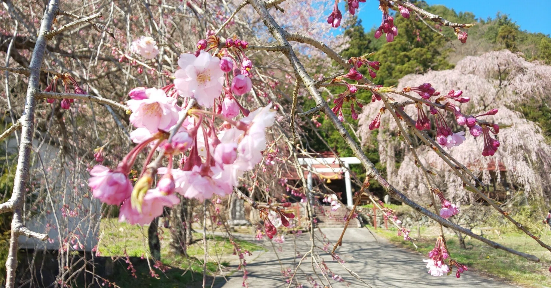写真日記】枝垂れ桜が咲く里へ～飛騨朝日・桜紀行～｜Emiko