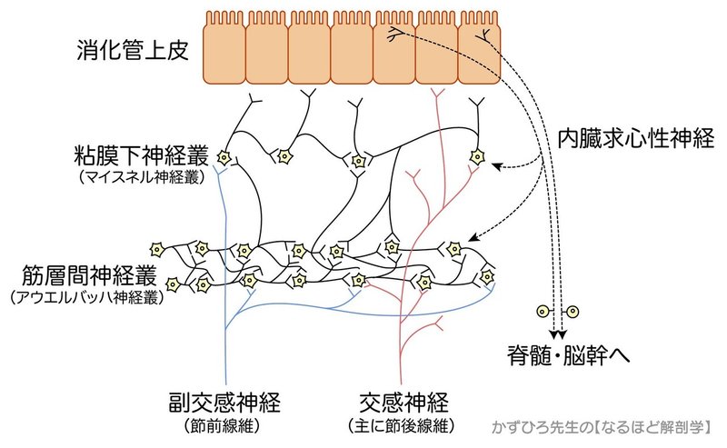 消化器系-4-1-壁内神経叢（アウエルバッハとマイスネル）-SQ-図-c