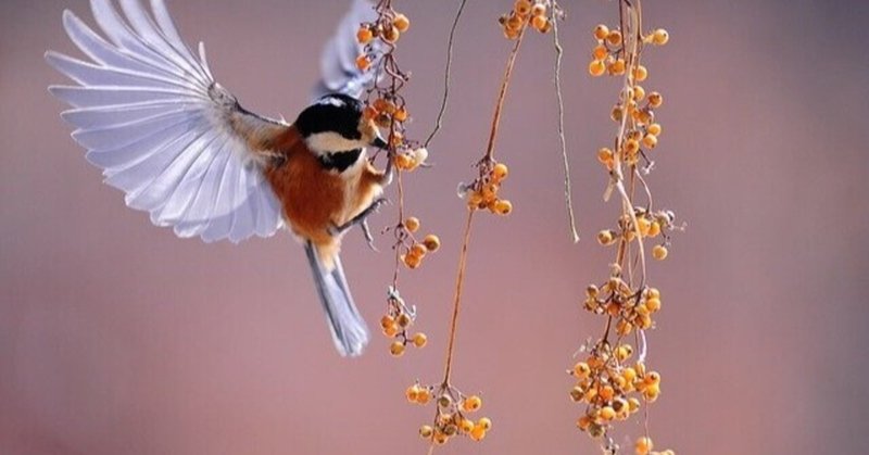 英単語 Bird の語源や由来 日本にいながら英語 英会話力爆上げ Note