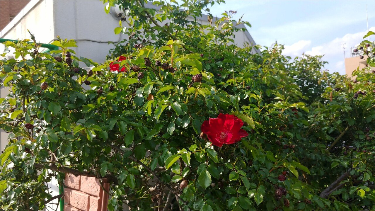 屋上でドルトムントの薔薇 あやたな Note