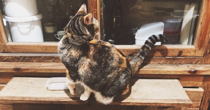 食べさせちゃだめ 猫のご飯キャットフードワースト5 ヴェラスキャットフード Note