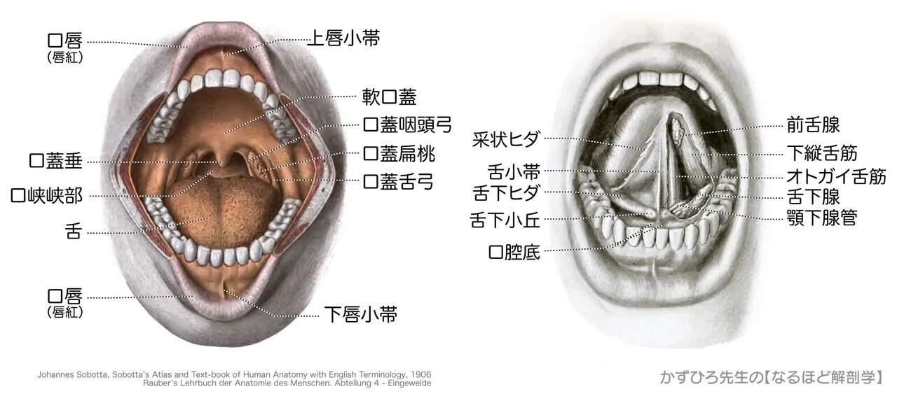 舌の解剖図
