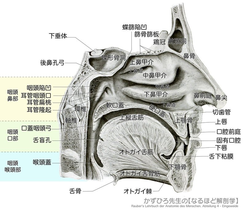 消化器系-鼻腔の外側壁と咽頭-SQ図c
