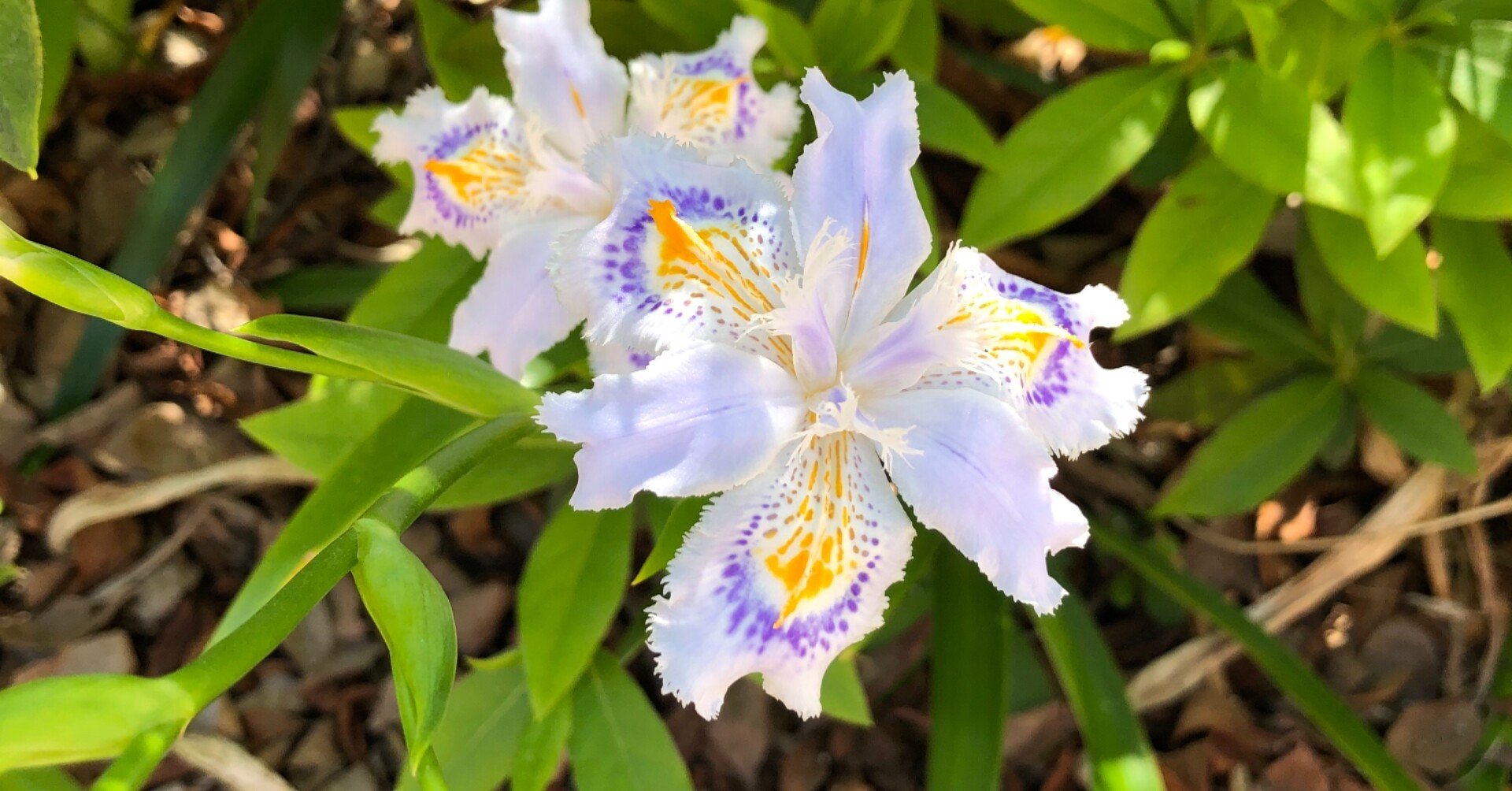 その辺の花 2021/4/12｜フジワラヨシト/Yoshito Fujiwara