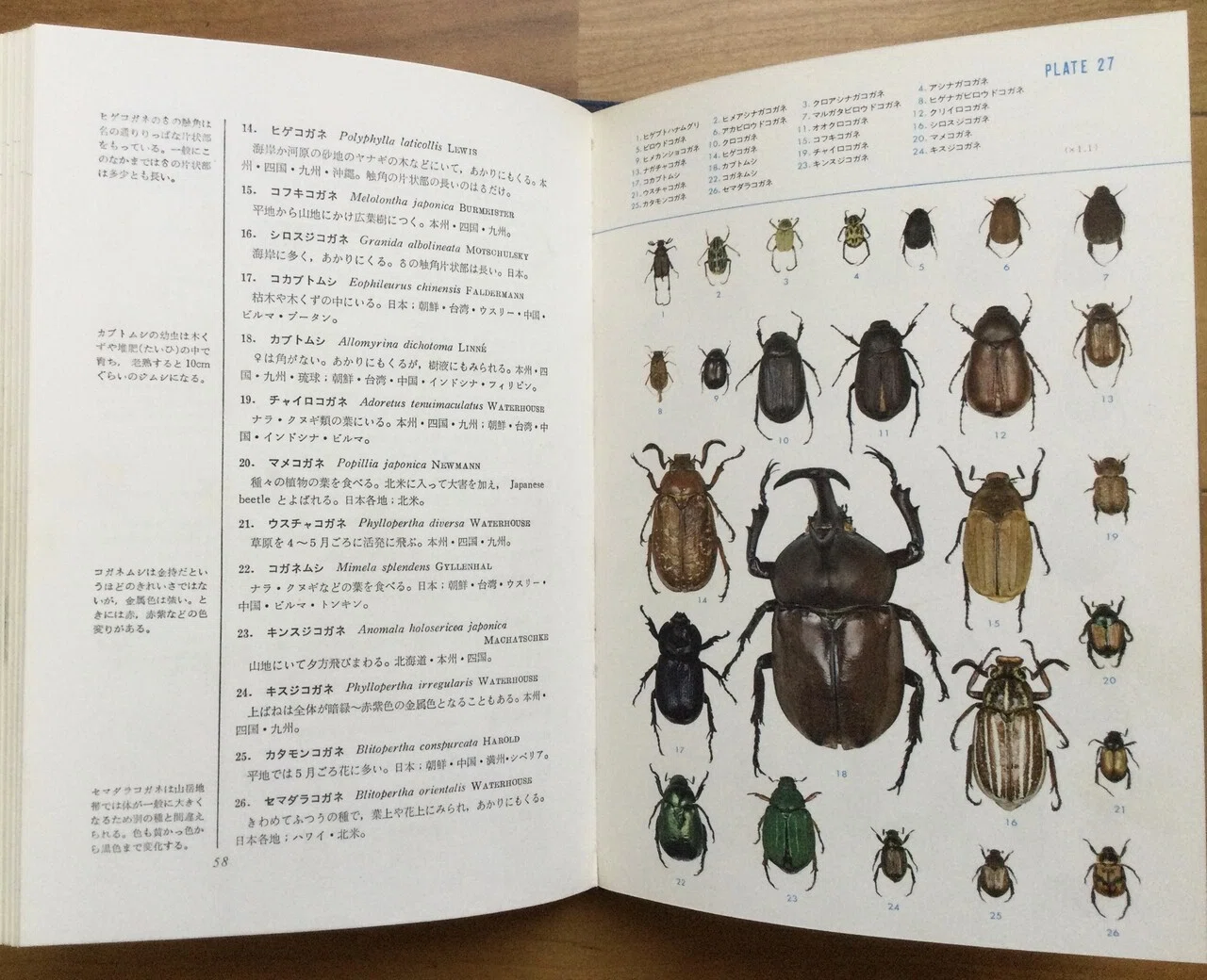 古い昆虫図鑑の話/記事紹介のお礼|久露見庵(くろみ庵)@天気と気候と 古い昆虫図鑑の話/記事紹介のお礼|久露見庵(くろみ庵)@天気と気候と