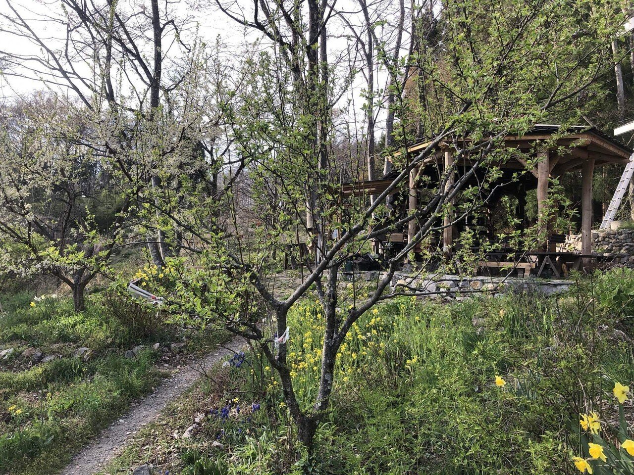 クラブアップルにグラニースミスを接木 Shanthi Usui Note クラブアップルにグラニースミスを接木 Shanthi Usui Note