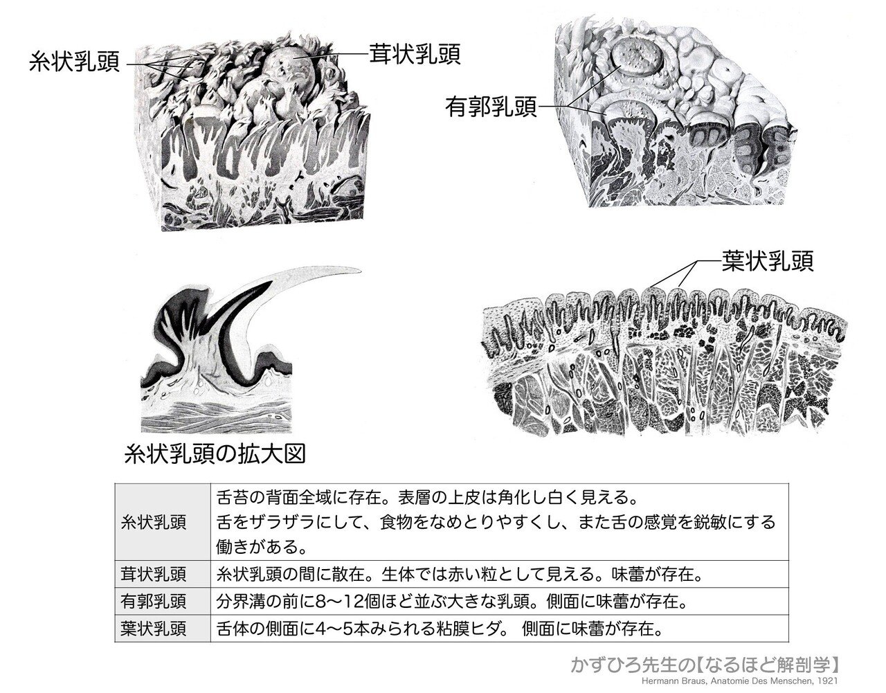 図説口腔解剖学1 2 4 5 図説口腔解剖学1 2 4 5 図説 口腔解剖学 上条雍彦著 アナトーム社