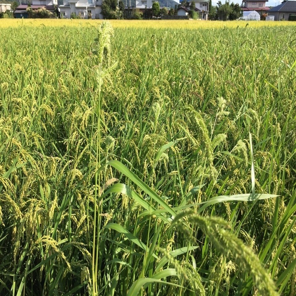 ここ1週間でヒエが目立つようになりました Shanthi Usui Note