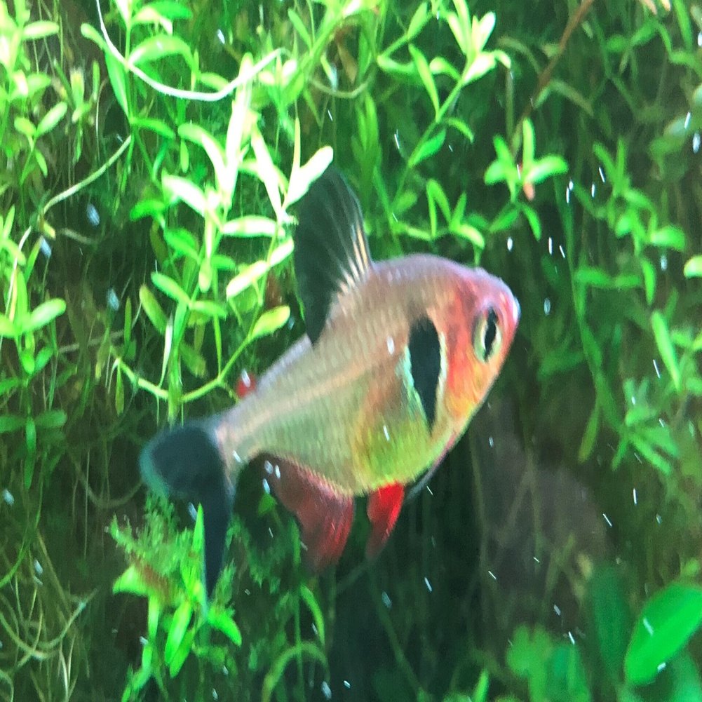 ブラックファントムテトラが自然繁殖した話 Akari Aquarium Note