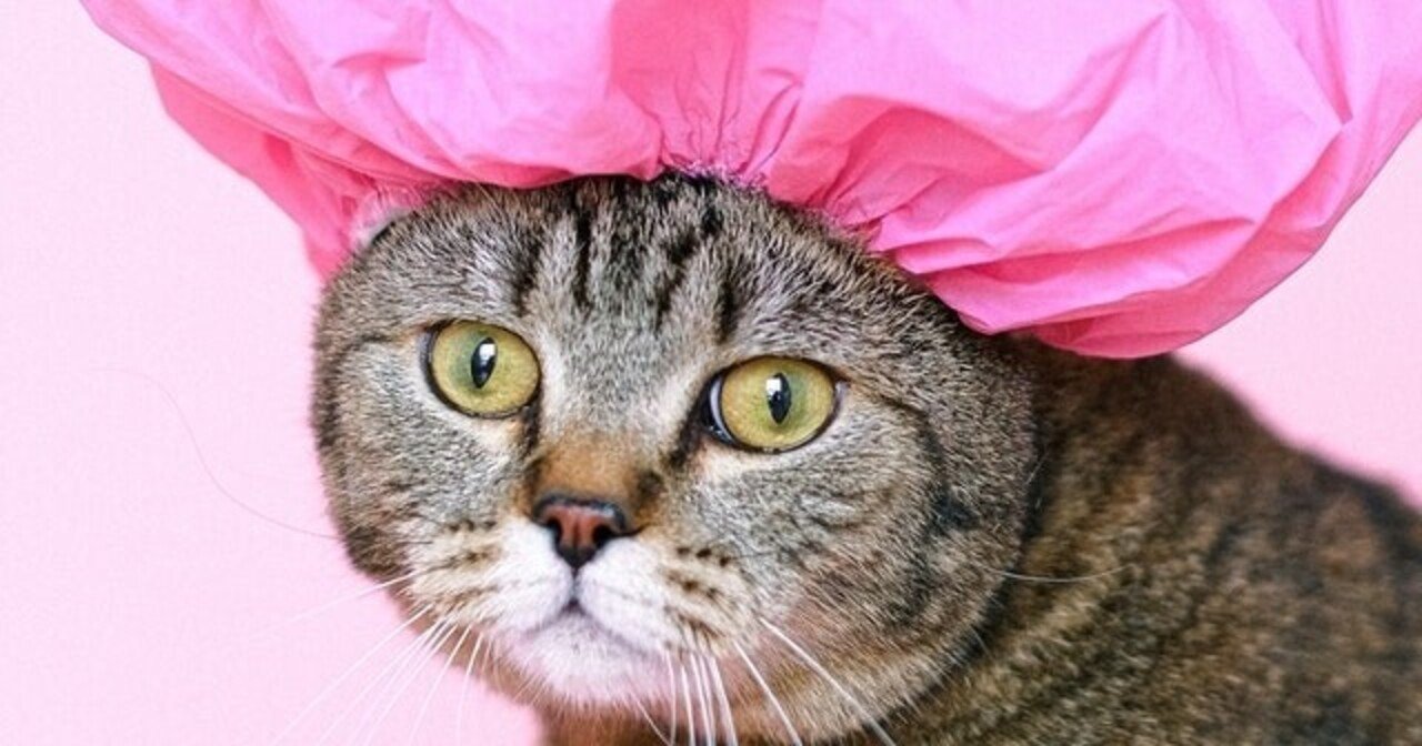 猫じゃ猫じゃと吾輩フォーエバー 吾輩は猫である読書感想文最終回 毎日更新93日目 Ta Kuma ウェブらいちん Note