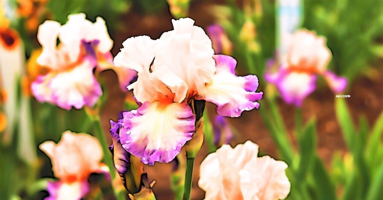 4月12日 誕生花は独逸菖蒲 誕生花短歌 御子柴 流歌 Note 4月12日 誕生花は独逸菖蒲 誕生花短歌 御子柴 流歌 Note