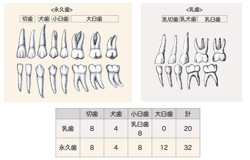 消化器系-41-乳歯と永久歯-色分け-図