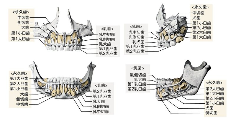 消化器系-41-6歳児の乳歯と永久歯-SQ-図