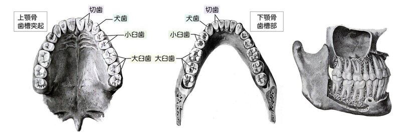 消化器系-41-歯槽骨-SQ-図