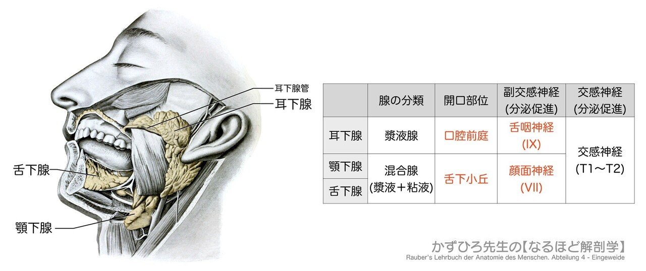 口腔解剖学 1 骨学 黒澤一弘（かずひろ）解剖学IT教育・指圧師・ラダック on X
