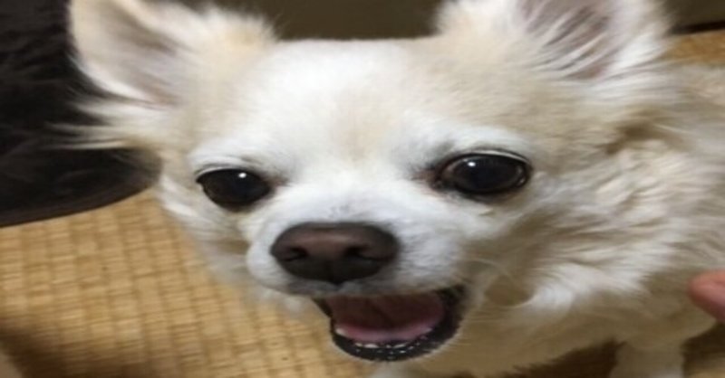 犬の慢性腎臓病 の新着タグ記事一覧 Note つくる つながる とどける