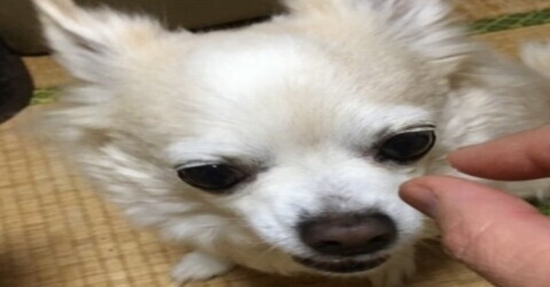 犬の慢性腎臓病 の新着タグ記事一覧 Note つくる つながる とどける