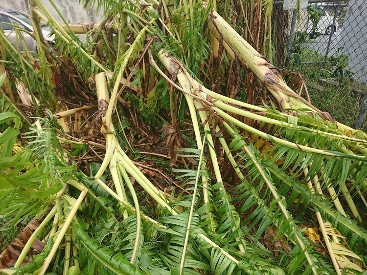 さすがにひさびさの非常に強い颱風、タリム18號さんには、バナナも勝てずに全敗で頭を垂れていました。