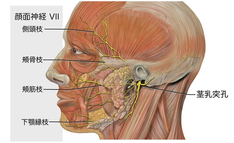 消化器系-41-耳下腺は顔面神経に貫かれる-SQ-図