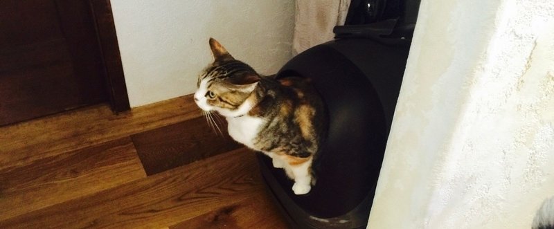 猫飼いは部屋をきれいにしておくべきかどうか おきたなお Note