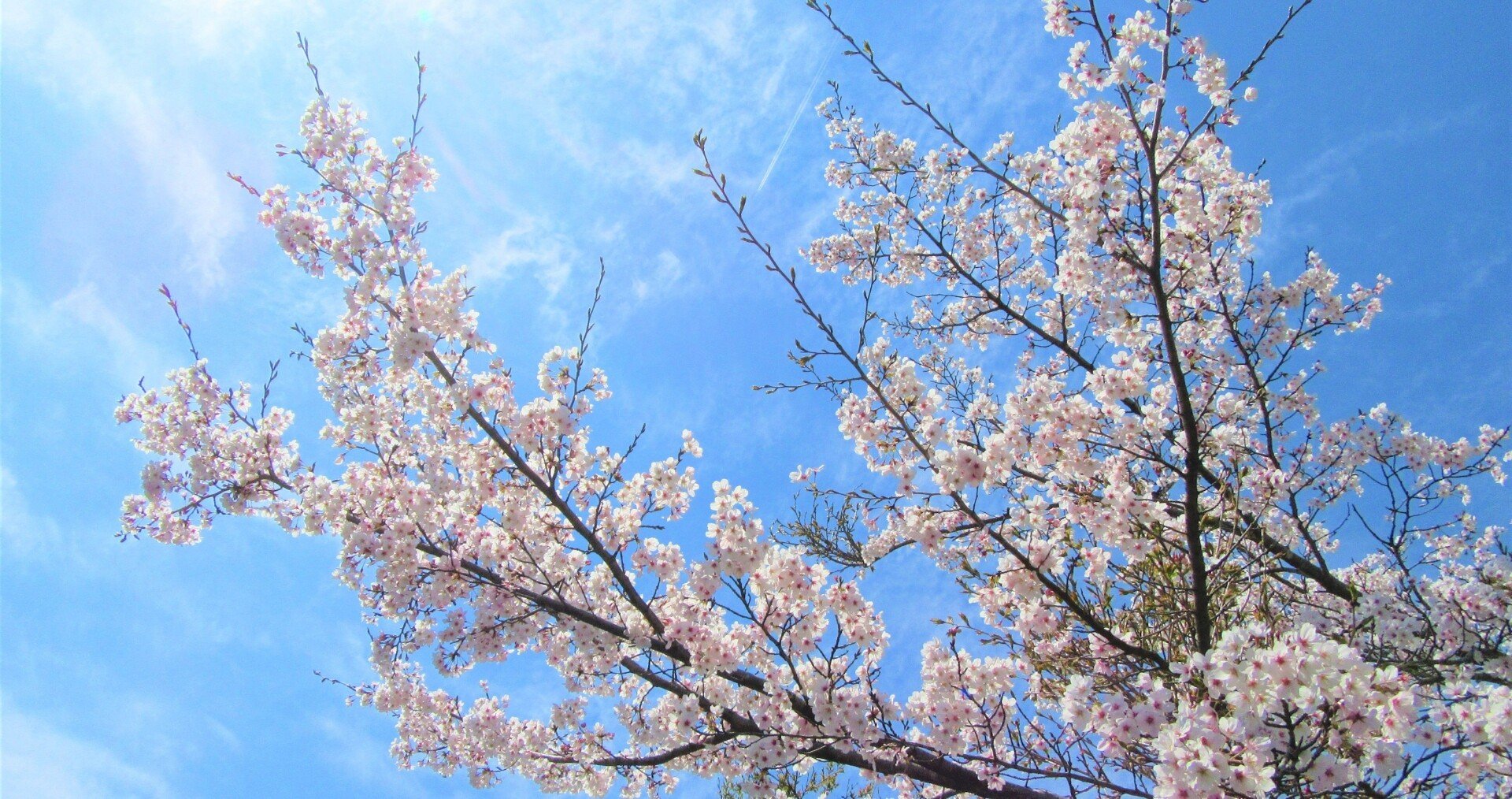 新卒がバックレた あー Note