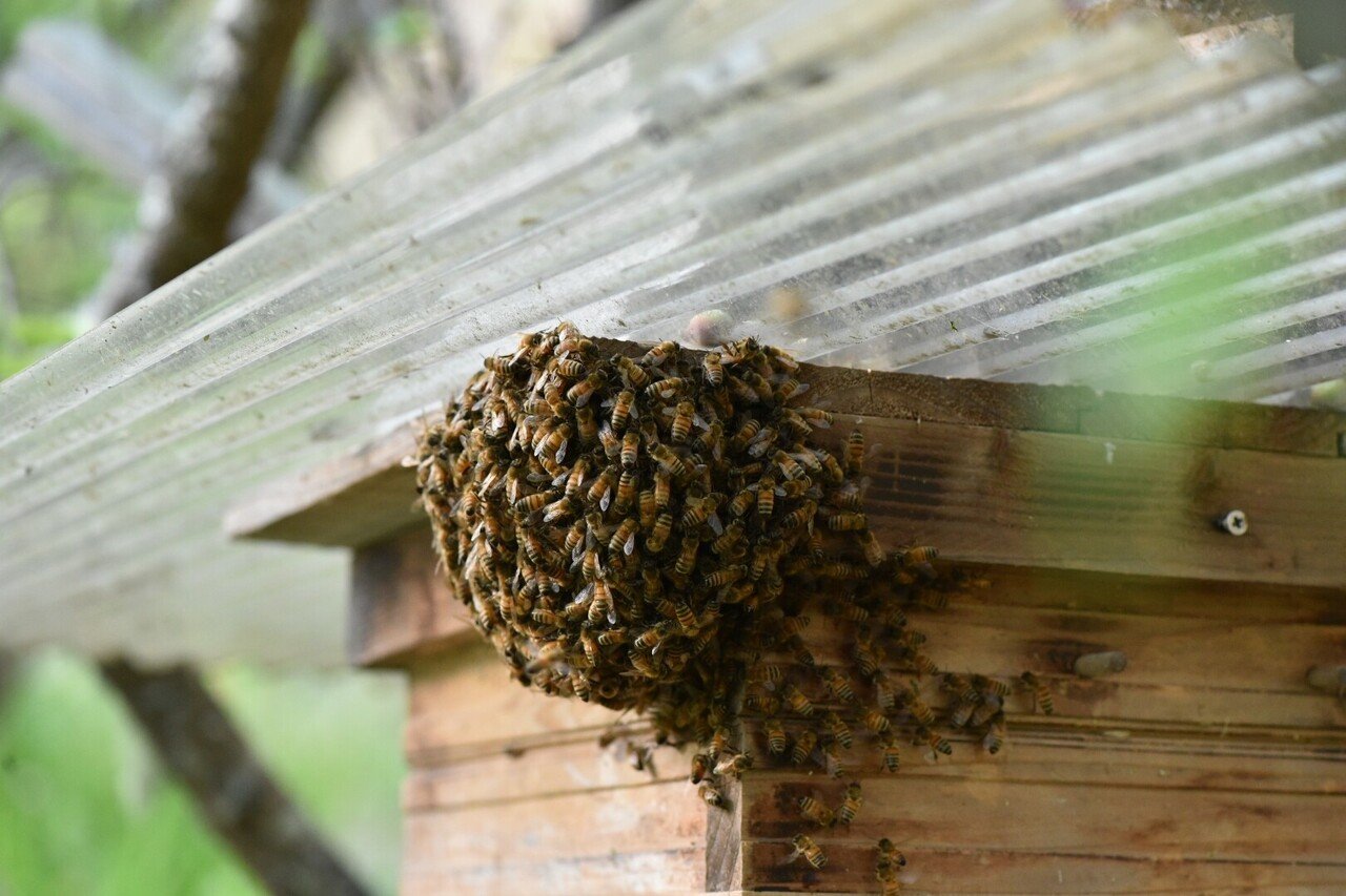 日本ミツバチ 自然分蜂 巣箱5段 - 虫類