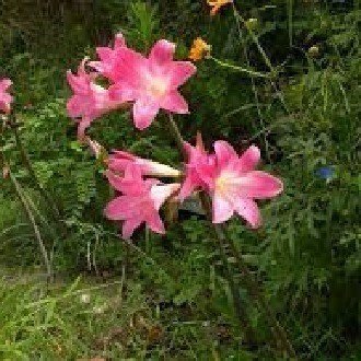 10 花言葉 モモカン Note