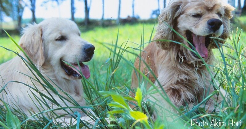 ヒトからイヌへ うつるあくび について考えた ２本足の犬 Researcher Writer Photographer Note