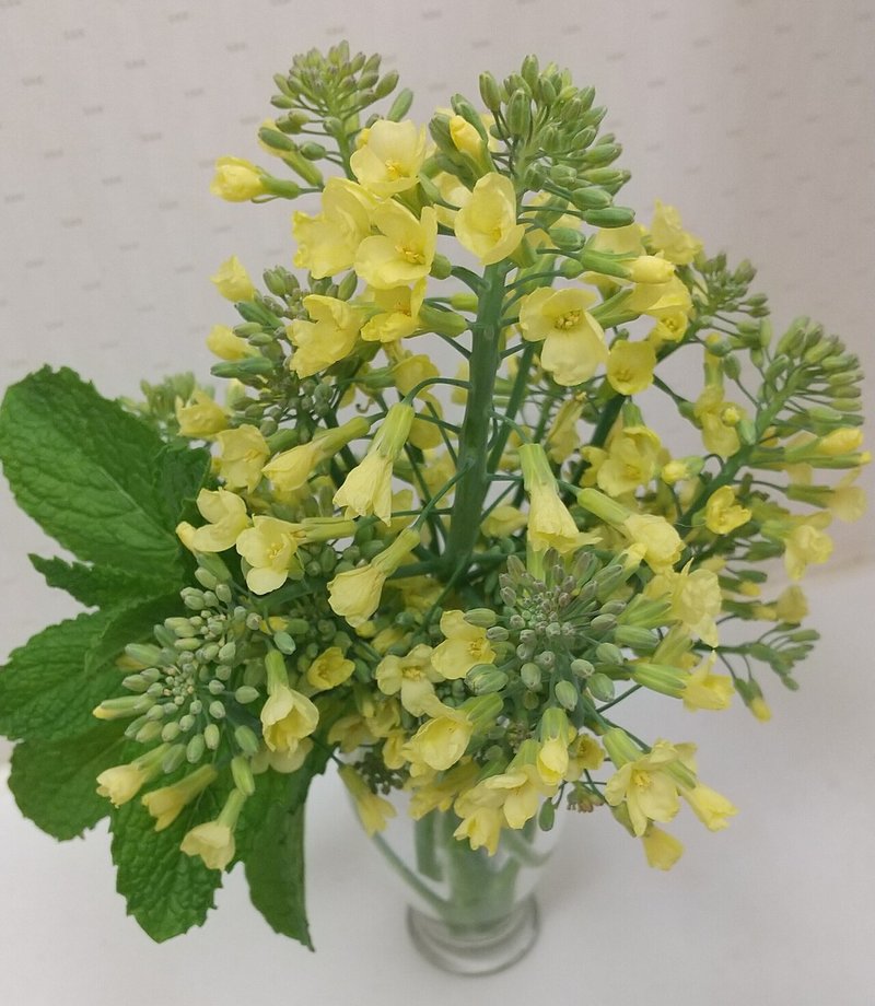 プチ菜園生活は幸せいっぱい ゆらり Note プチ菜園生活は幸せいっぱい ゆらり Note