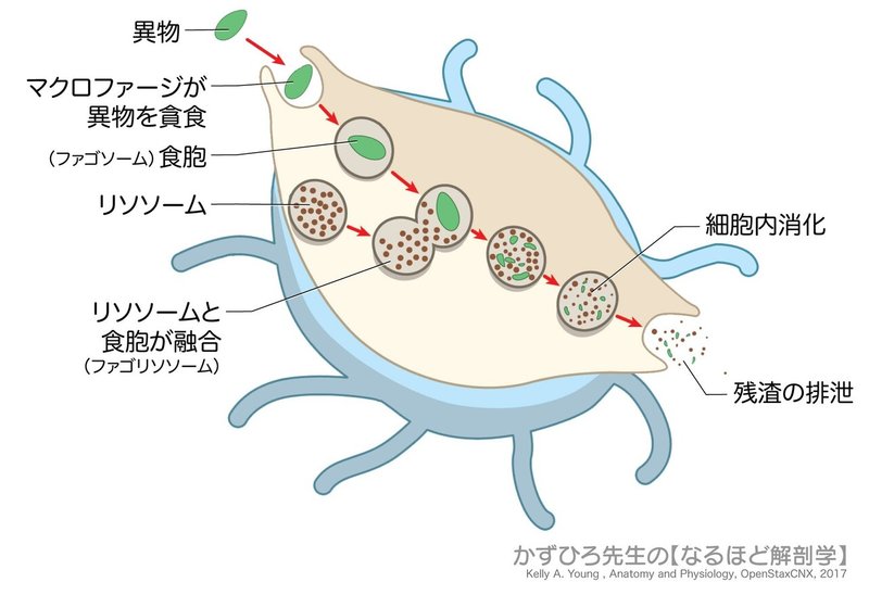 リソソームによる細胞内消化-SQ-図c
