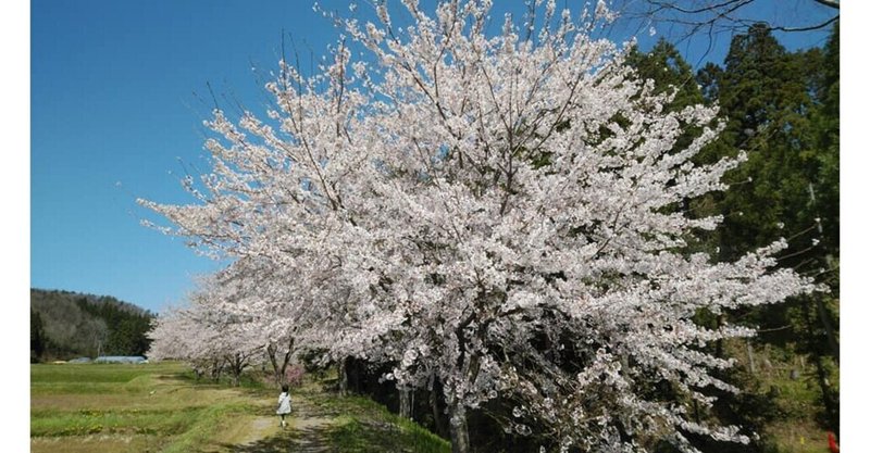 能登で満開の桜に癒される