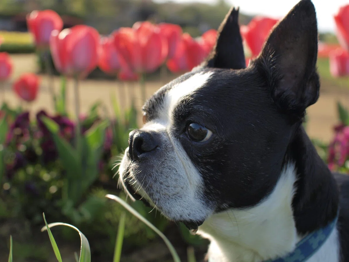 My Family's Beloved Dog｜Tadasu