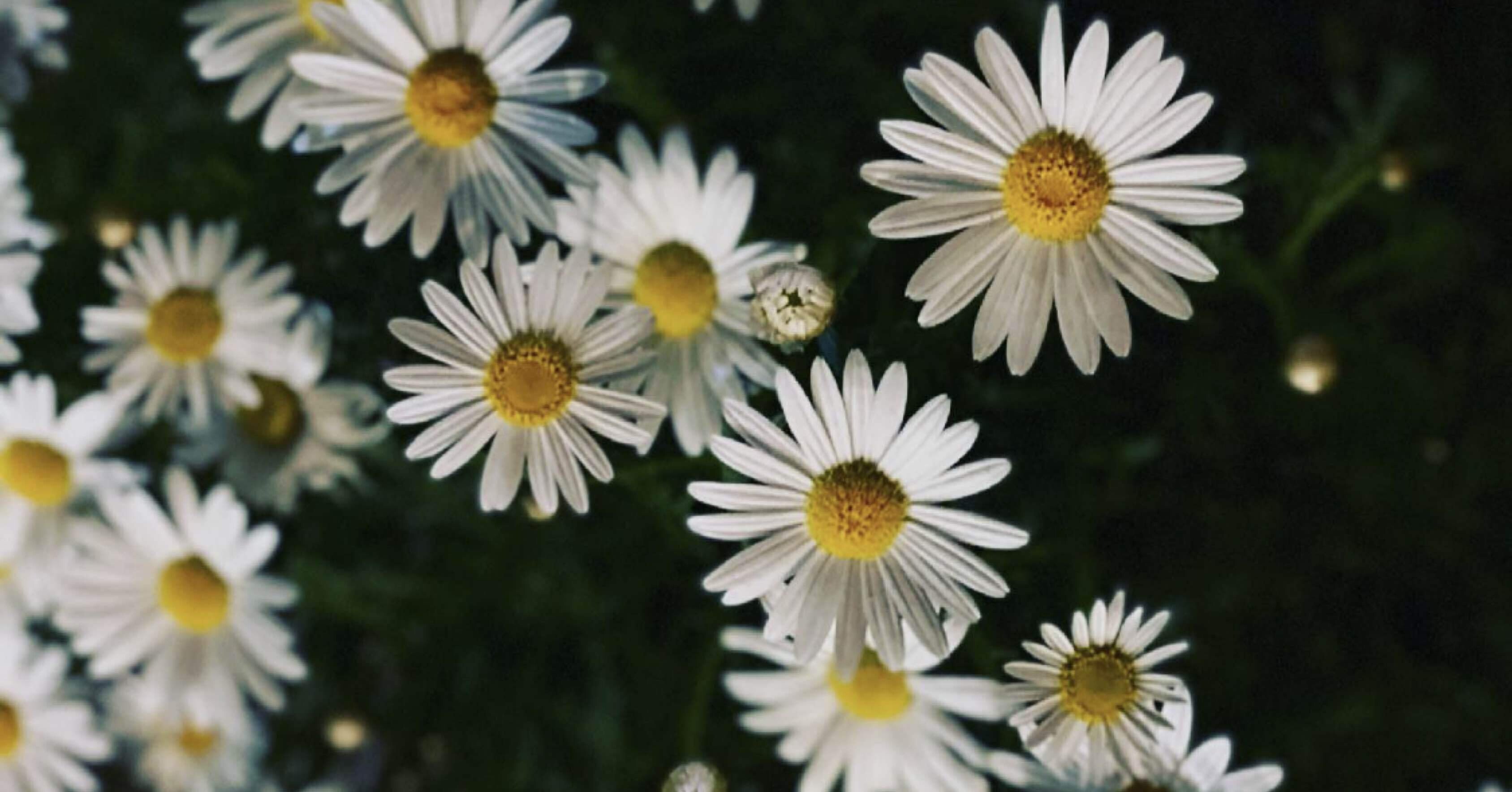 性と香水 Yuta Watanabe Note