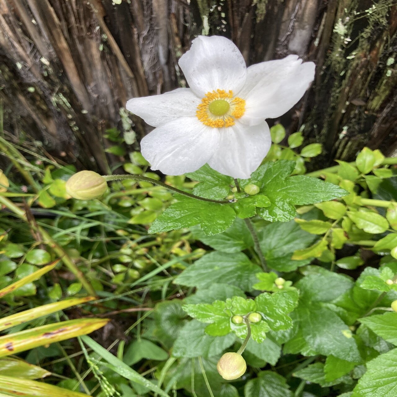 4 白いアネモネ 高井翔太 Note