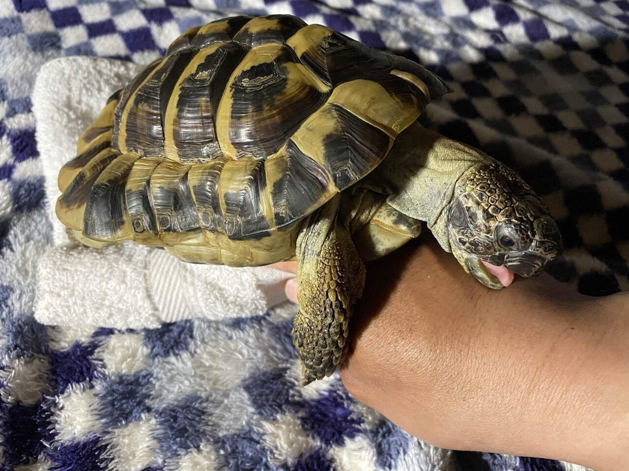 朝から飼い主の手に発情 仕方が無い だって男の子だもの ウラノス322 Note 朝から飼い主の手に発情 仕方が無い だって男の子だもの ウラノス322 Note