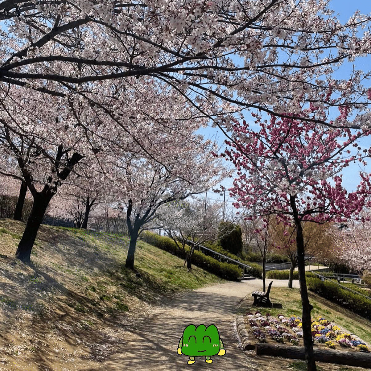 信州桜図鑑 城山公園 長野市 山吹 Note 信州桜図鑑 城山公園 長野市 山吹 Note
