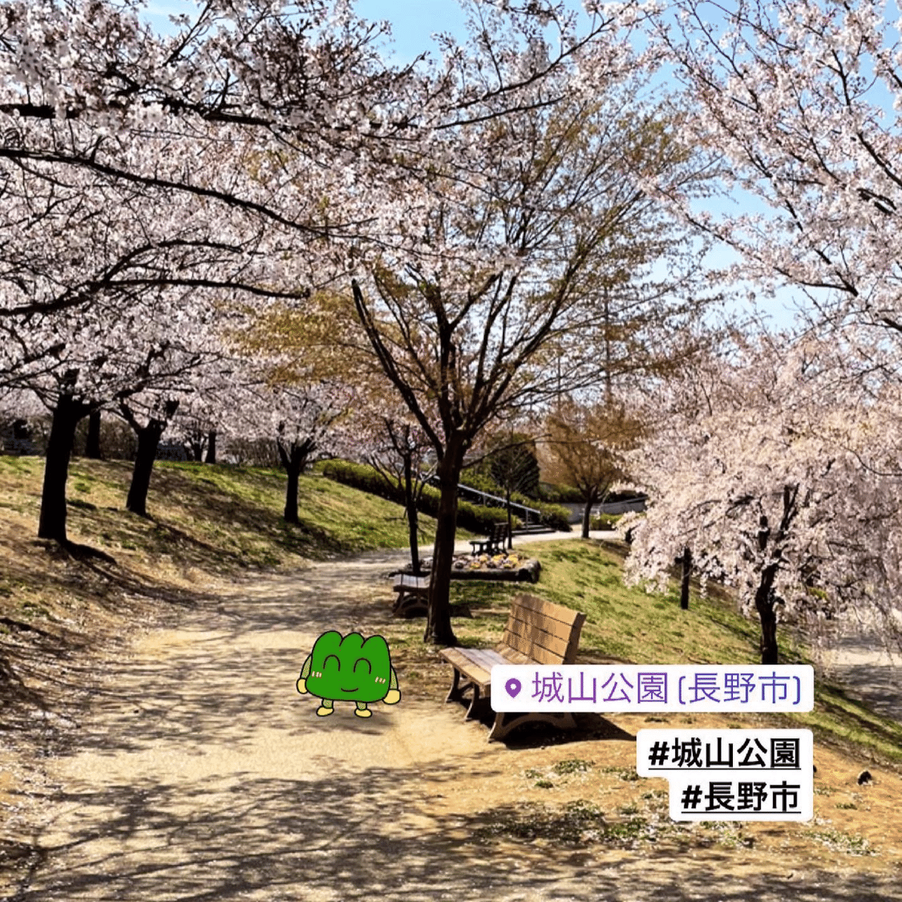 信州桜図鑑 城山公園 長野市 山吹 Note 信州桜図鑑 城山公園 長野市 山吹 Note