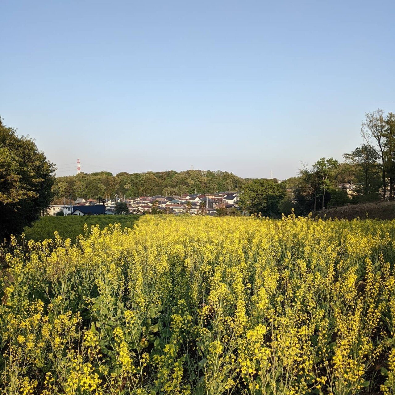 川添明子 ヨーガ指導者 Note 川添明子 ヨーガ指導者 Note