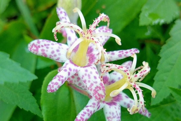 ほととぎすの花言葉は秘めた意思永遠にあなたのもの永遠の若さ花持ちの長さから来てるそうです笑 の新着タグ記事一覧 Note つくる つながる とどける ほととぎすの花言葉は秘めた意思永遠にあなたのもの永遠の若さ花持ちの長さから来てるそうです笑 の新着タグ記事一覧 Note つくる つながる とどける