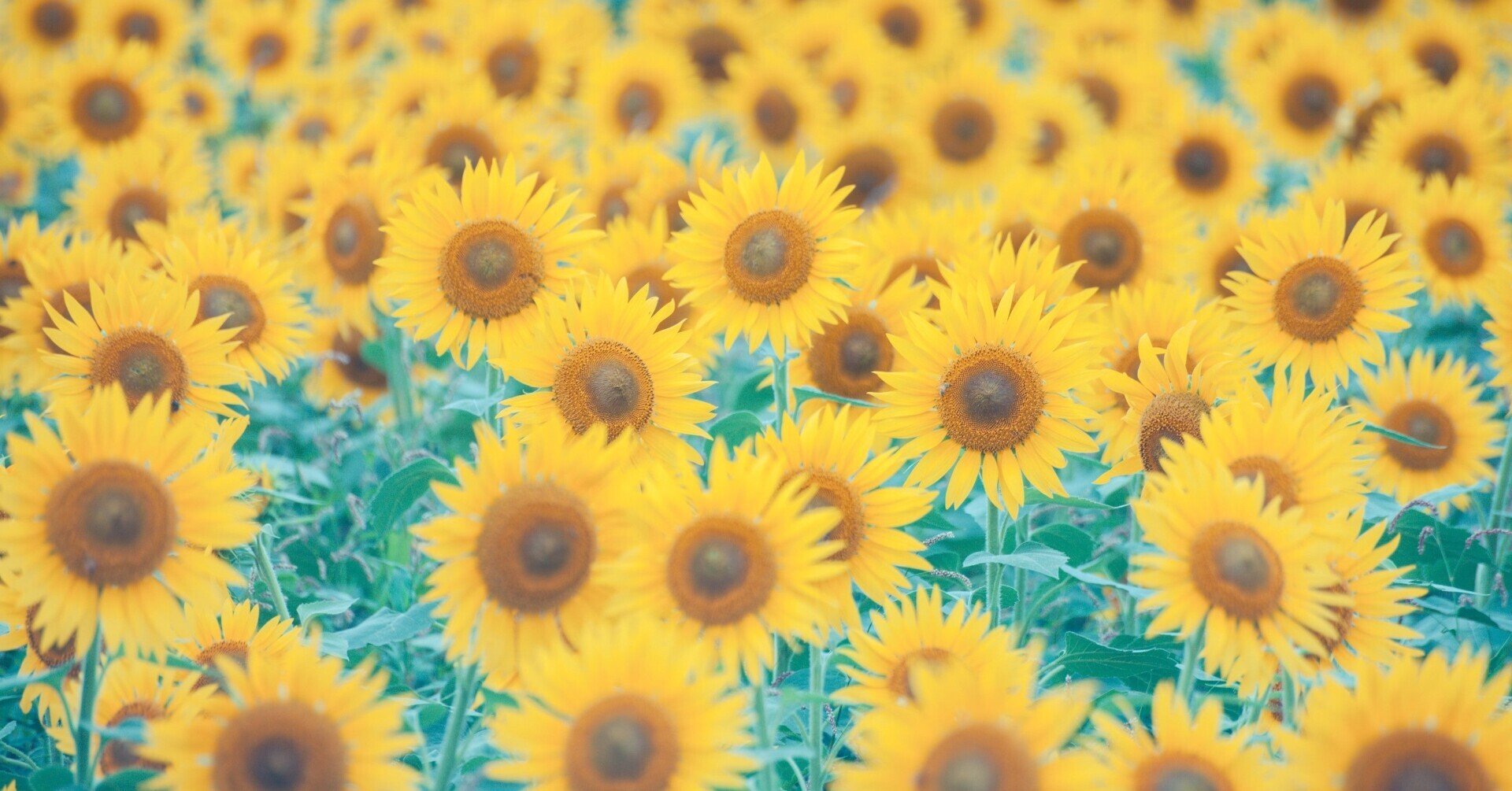 天国言葉の効果は実践した人にだけわかるもの 斎藤一人 ツイてる坊主 斎藤一人まとめnote Note